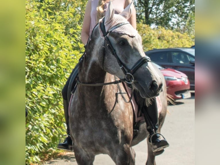 Purosangue inglese Giumenta 7 Anni 164 cm Grigio ferro in Cornberg