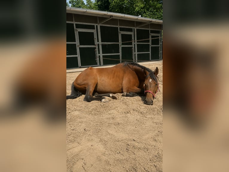 Purosangue inglese Giumenta 7 Anni 165 cm  in Hoppegarten