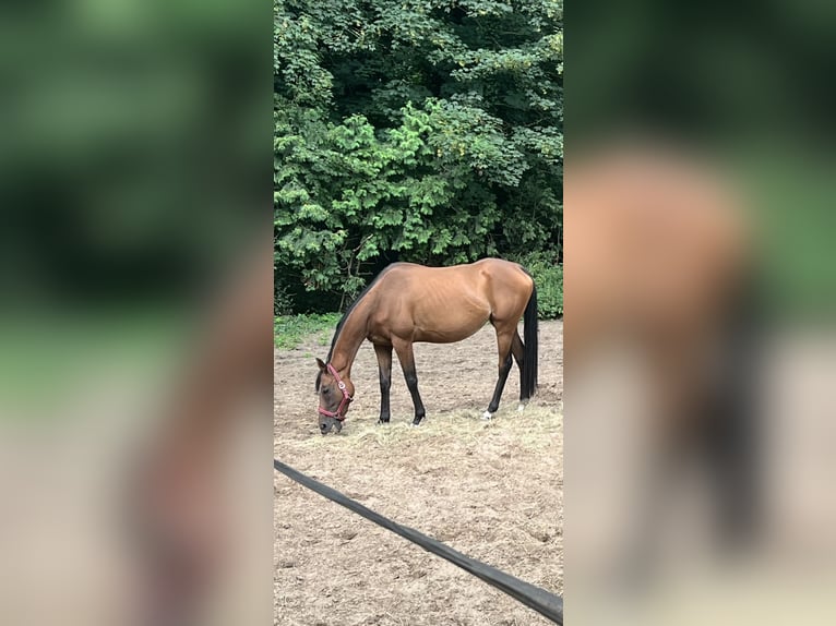 Purosangue inglese Giumenta 7 Anni 165 cm  in Hoppegarten