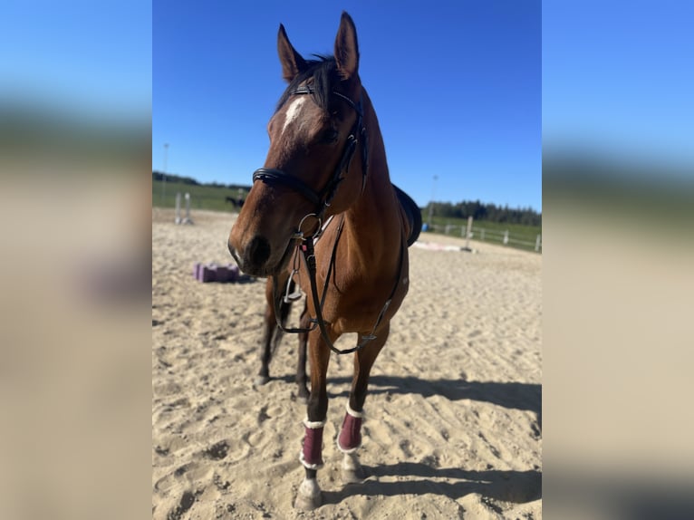 Purosangue inglese Giumenta 7 Anni 168 cm Baio in Seeham