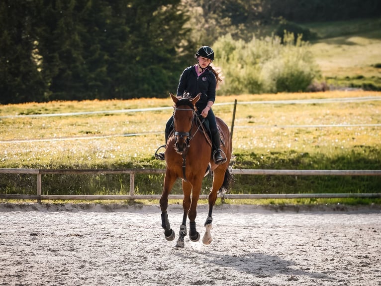Purosangue inglese Giumenta 7 Anni 168 cm Baio in Chambly