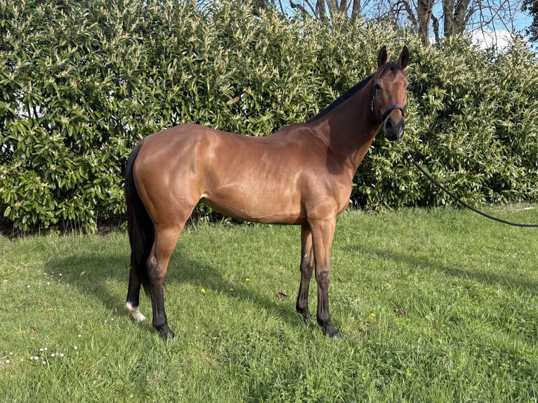 Purosangue inglese Giumenta 7 Anni 168 cm Baio in Chambly