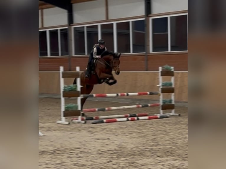 Purosangue inglese Giumenta 7 Anni 170 cm Baio in Durmersheim