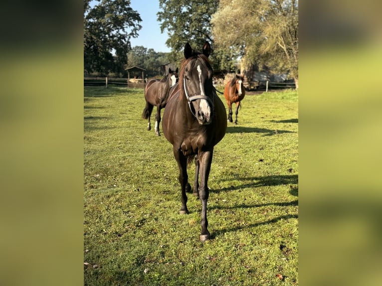 Purosangue inglese Giumenta 8 Anni 149 cm Baio nero in Trzciel