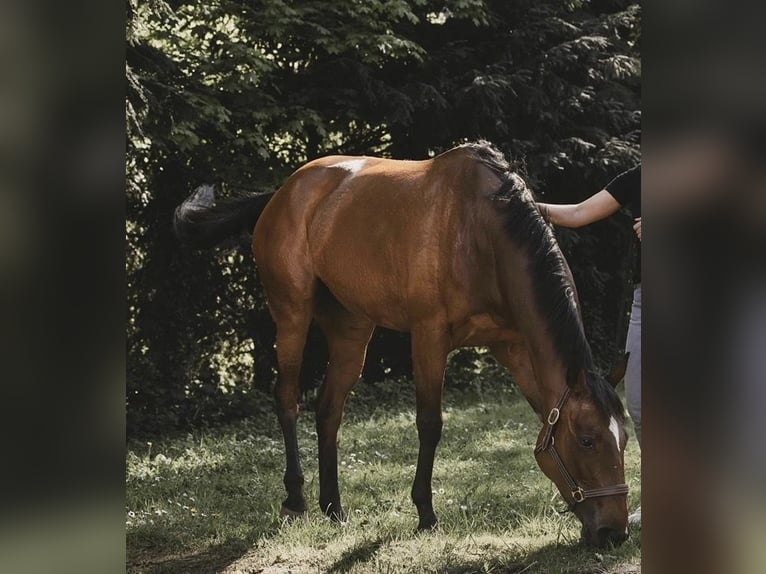 Purosangue inglese Giumenta 8 Anni 156 cm Baio in EuskircheN