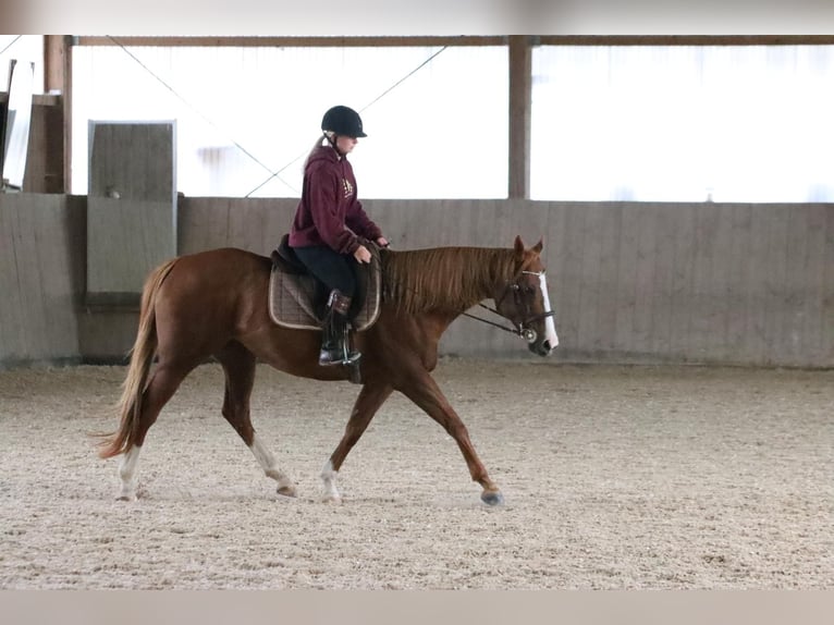 Purosangue inglese Giumenta 8 Anni 157 cm Sauro in Schönaich