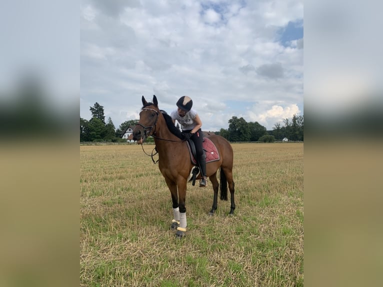 Purosangue inglese Giumenta 8 Anni 160 cm Baio in Bad Iburg