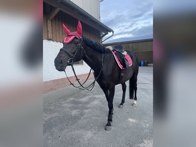 Purosangue inglese Giumenta 8 Anni 160 cm Baio nero in Weimar