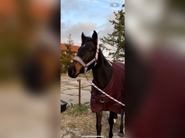 Purosangue inglese Giumenta 8 Anni 160 cm Baio scuro in Klein Labenz