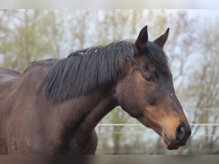 Purosangue inglese Giumenta 8 Anni 160 cm Baio scuro in Klein Labenz