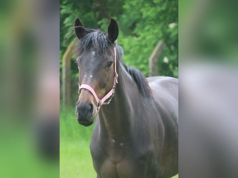 Purosangue inglese Giumenta 8 Anni 160 cm Baio scuro in Klein Labenz