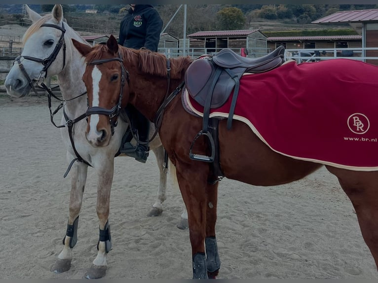 Purosangue inglese Giumenta 8 Anni 160 cm Sauro in Centelles