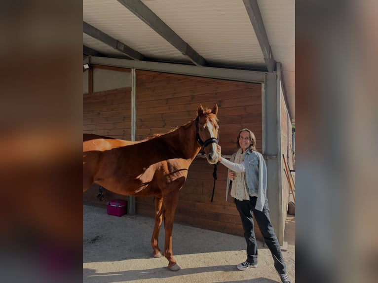 Purosangue inglese Giumenta 8 Anni 160 cm Sauro in Centelles
