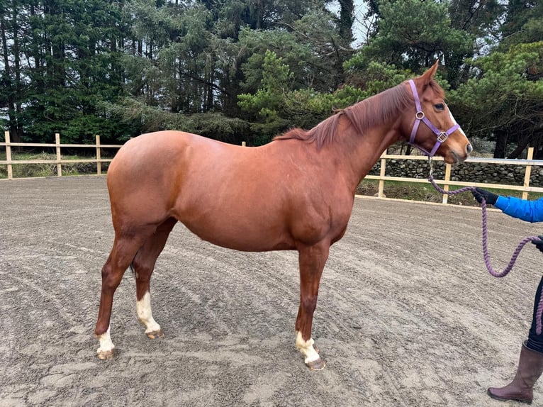 Purosangue inglese Giumenta 8 Anni 163 cm Sauro scuro in Charlestown