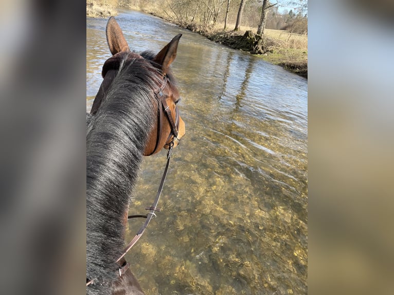 Purosangue inglese Giumenta 8 Anni 165 cm Baio in Donaueschingen