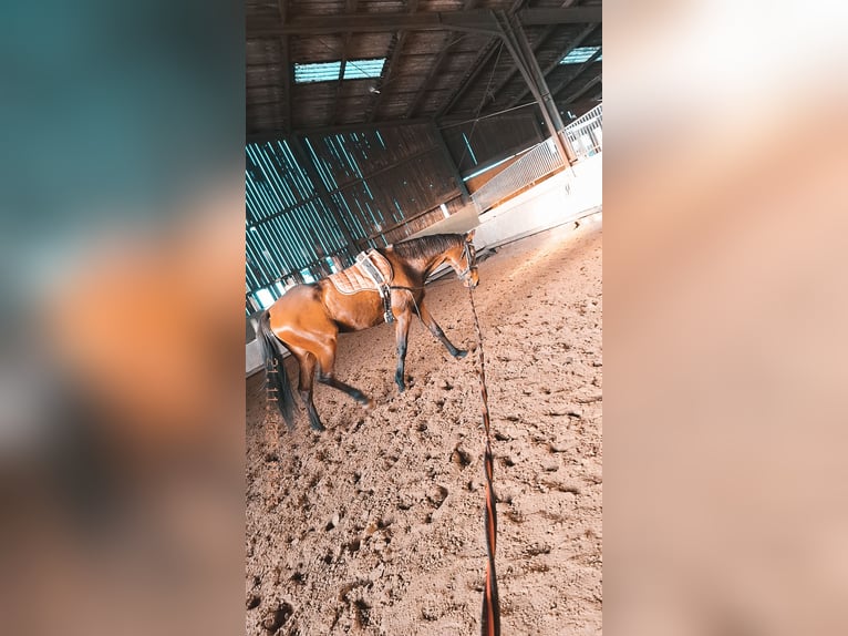 Purosangue inglese Giumenta 8 Anni 165 cm Baio in Vreden