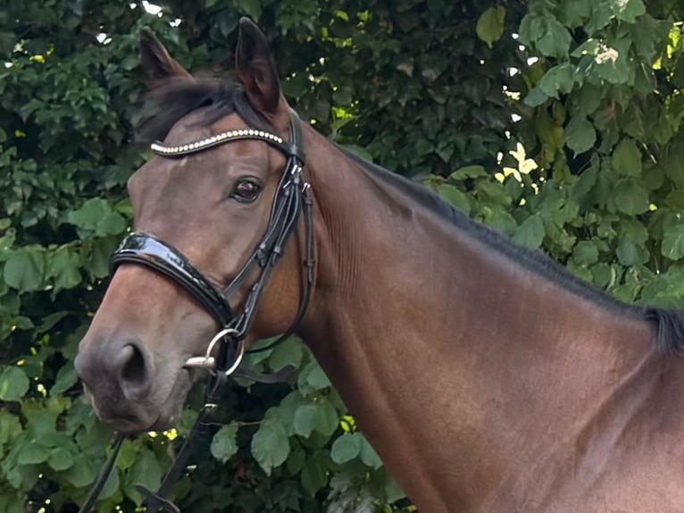 Purosangue inglese Giumenta 8 Anni 165 cm Baio in Vreden