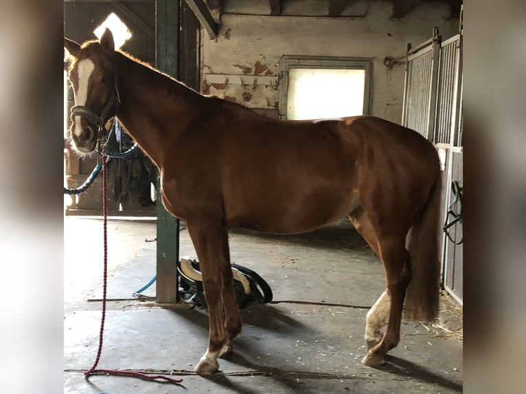 Purosangue inglese Giumenta 8 Anni 165 cm Sauro in Bechhofen