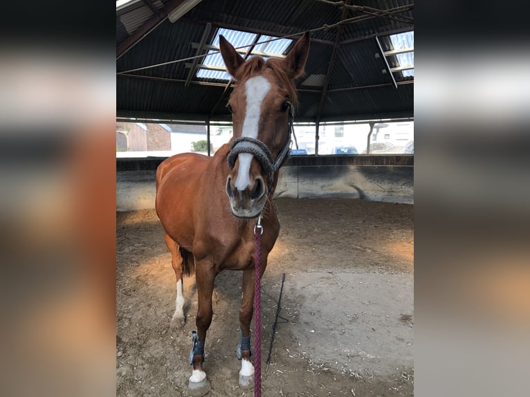 Purosangue inglese Giumenta 8 Anni 165 cm Sauro in Bechhofen