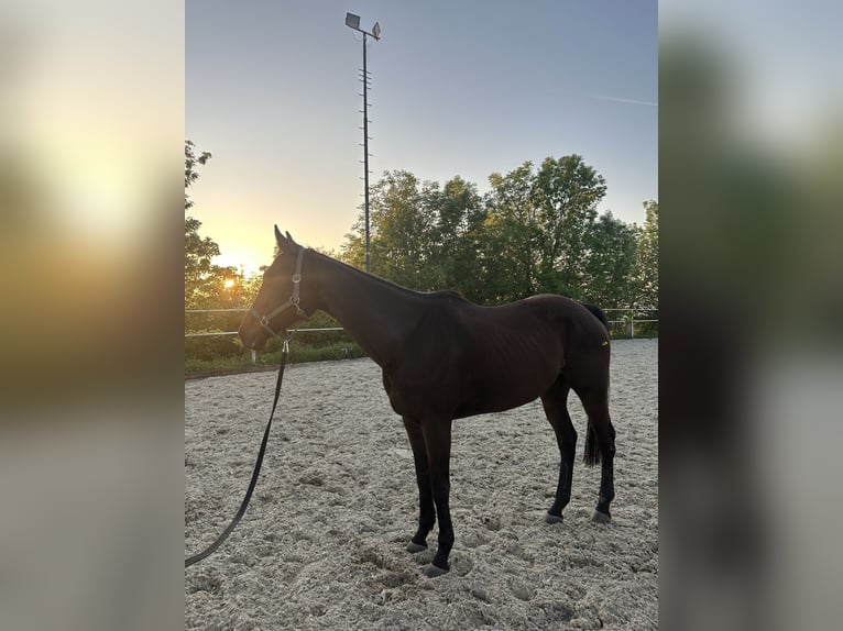 Purosangue inglese Giumenta 8 Anni 167 cm Baio in Wels