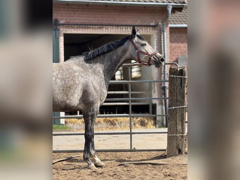 Purosangue inglese Giumenta 8 Anni 167 cm Grigio pezzato in Ratingen