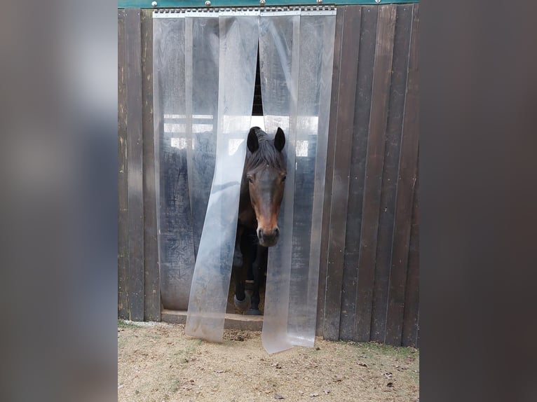 Purosangue inglese Giumenta 8 Anni 168 cm Baio in Celle