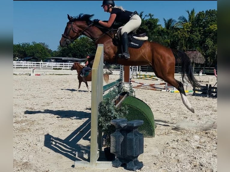 Purosangue inglese Giumenta 8 Anni 168 cm Baio ciliegia in Fort Lauderdale