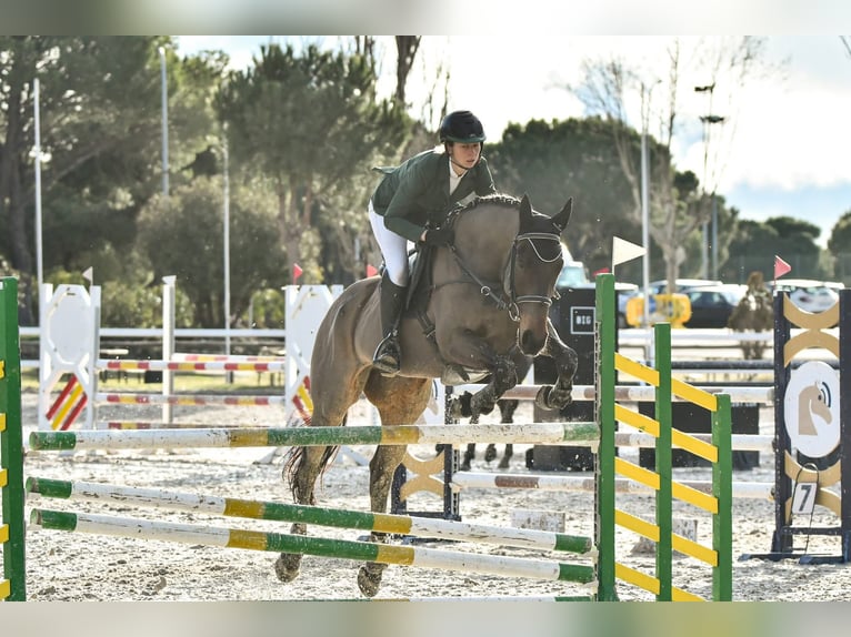 Purosangue inglese Giumenta 8 Anni 168 cm Baio scuro in Brunete