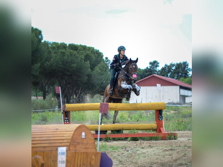 Purosangue inglese Giumenta 8 Anni 168 cm Baio scuro in Brunete