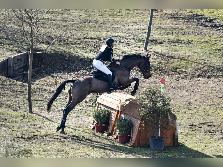 Purosangue inglese Giumenta 8 Anni 168 cm Baio scuro in Brunete