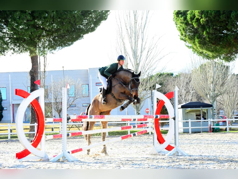 Purosangue inglese Giumenta 8 Anni 168 cm Baio scuro in Brunete