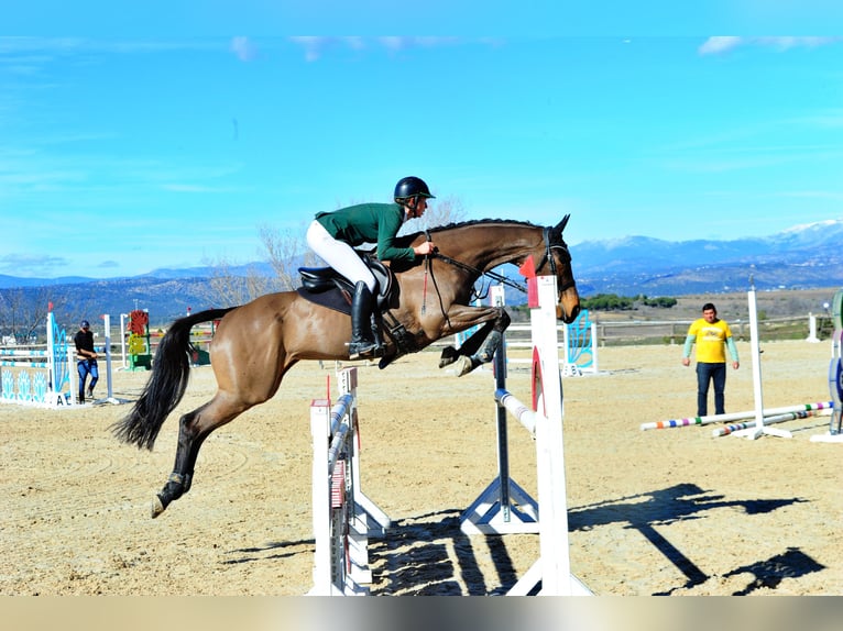 Purosangue inglese Giumenta 8 Anni 168 cm Baio scuro in Brunete