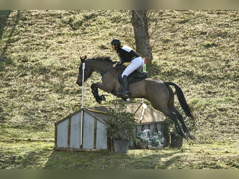 Purosangue inglese Giumenta 8 Anni 168 cm Baio scuro in Brunete