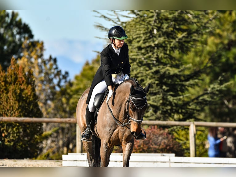 Purosangue inglese Giumenta 8 Anni 168 cm Baio scuro in Brunete