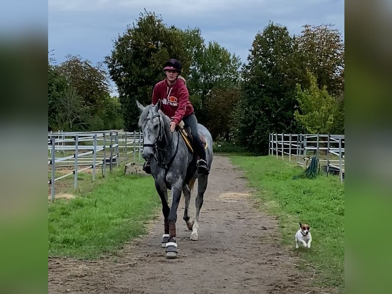 Purosangue inglese Giumenta 8 Anni 168 cm Grigio in RheinbergRheinberg