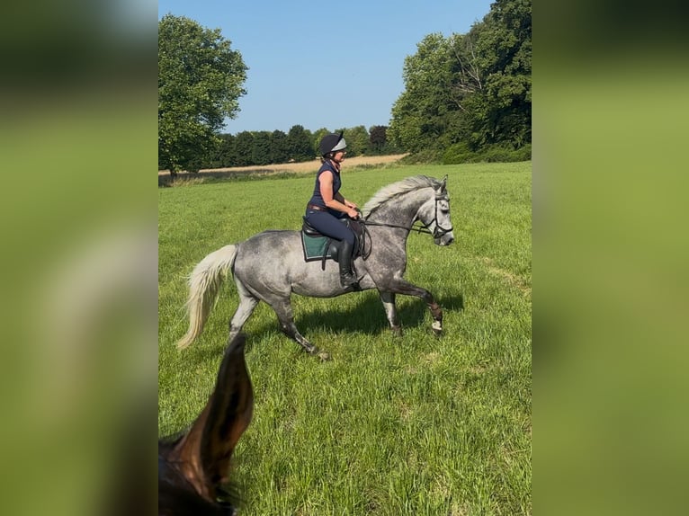 Purosangue inglese Giumenta 8 Anni 168 cm Grigio in RheinbergRheinberg