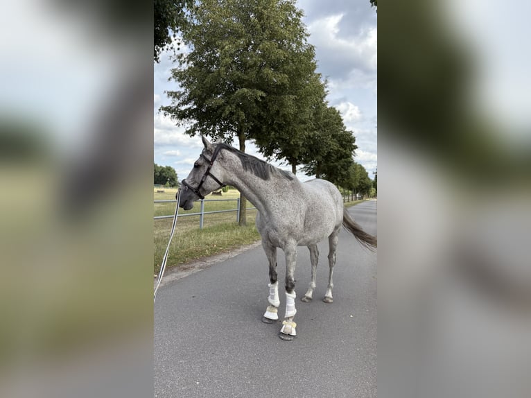 Purosangue inglese Giumenta 8 Anni 168 cm Grigio trotinato in Hemsloh