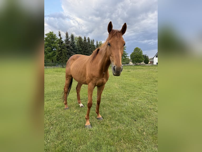 Purosangue inglese Giumenta 8 Anni 168 cm Sauro in Märkische Heide