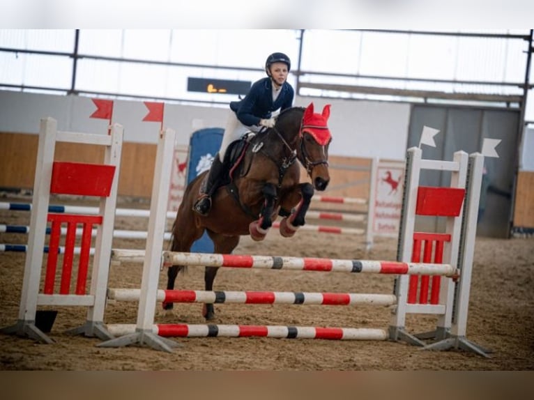 Purosangue inglese Giumenta 9 Anni 155 cm Baio in Herne