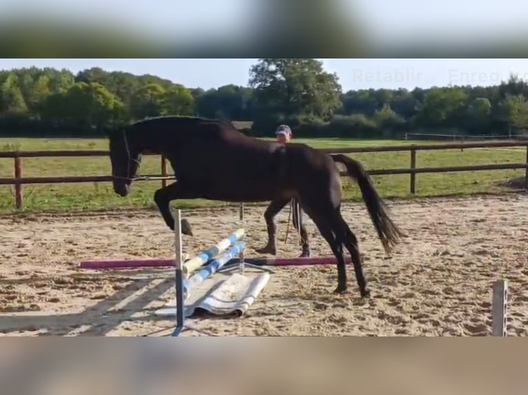Purosangue inglese Giumenta 9 Anni 158 cm Morello in 740 Rte Petite Grée St Sauveur de Flée SEGRE