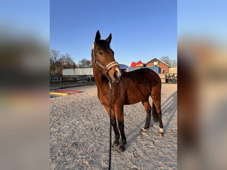 Purosangue inglese Giumenta 9 Anni 160 cm Baio in Issum