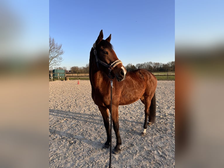 Purosangue inglese Giumenta 9 Anni 160 cm Baio in Issum