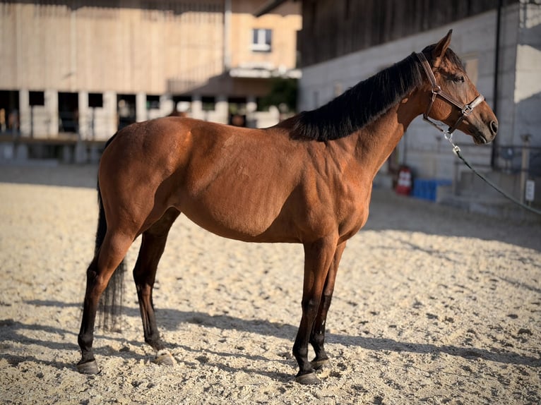 Purosangue inglese Giumenta 9 Anni 160 cm Baio chiaro in Rotkreuz
