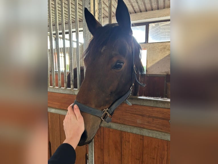 Purosangue inglese Giumenta 9 Anni 160 cm Baio in Erding