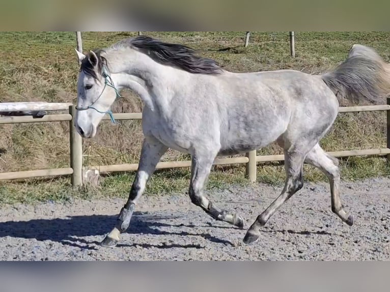 Purosangue inglese Giumenta 9 Anni 160 cm Grigio in Lavelanet
