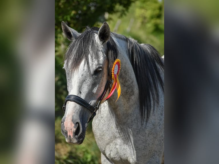 Purosangue inglese Giumenta 9 Anni 160 cm Grigio in Lavelanet