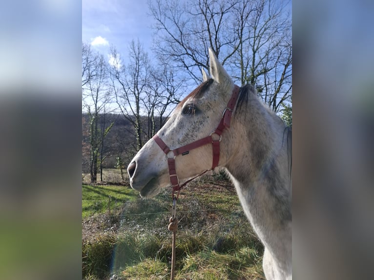 Purosangue inglese Giumenta 9 Anni 160 cm Grigio in Lesparrou