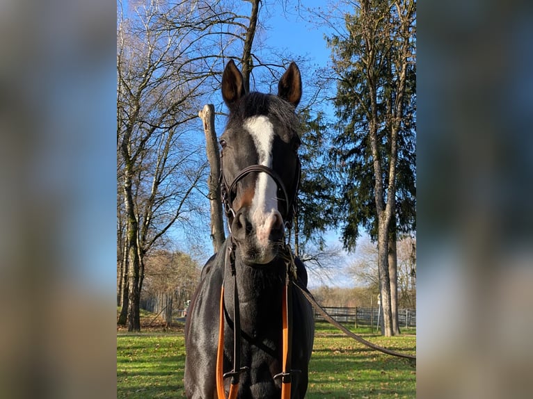 Purosangue inglese Giumenta 9 Anni 160 cm Morello in M&#xFC;nchen