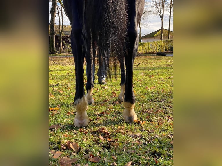 Purosangue inglese Giumenta 9 Anni 160 cm Morello in M&#xFC;nchen