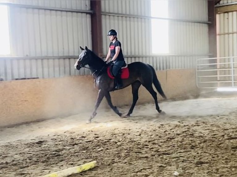 Purosangue inglese Giumenta 9 Anni 163 cm Baio in Sligo